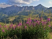 75 Fiori di Epilobium angustifolium (Camenerio) con vista in Cavallo-Pegherolo